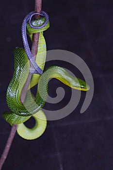 A green rat snake is resting on a dry tree branch. photo