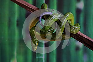A green rat snake is resting on a dry tree branch. photo