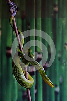 A green rat snake is resting on a dry tree branch. photo
