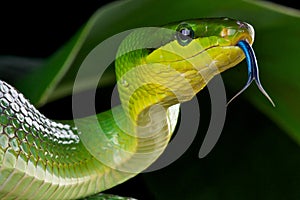 Green ratsnake