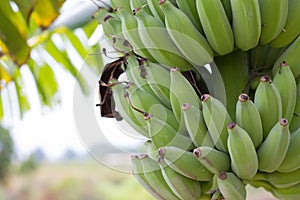 Green Raw Bananas. Young green banana on tree.