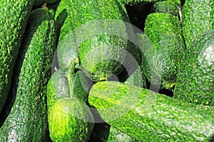 Green raw cucumber whole healthy vegetable diet food low kcal