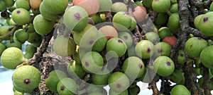 Green raw figs on fig tree, Indian fig tree or goolar gular fig photo