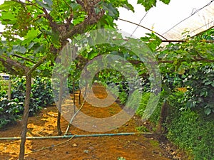 Green raw grape fruits vinery, planting in the organic vineyard farm to produce the red wine