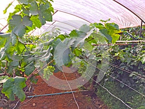 Green raw grape fruits vinery, planting in the organic vineyard farm to produce the red wine, under white plastic cover