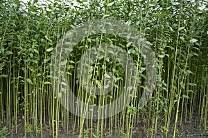 Green Raw Jute Plant pattern texture can be used as a background