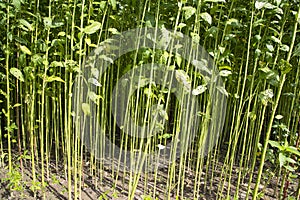 Green Raw Jute Plant pattern texture can be used as a background