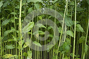 Green Raw Jute Plant pattern texture can be used as a background