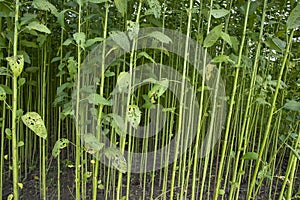 Green Raw Jute Plant pattern texture can be used as a background