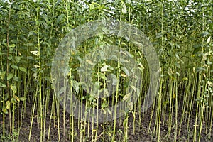 Green Raw Jute Plant pattern texture can be used as a background