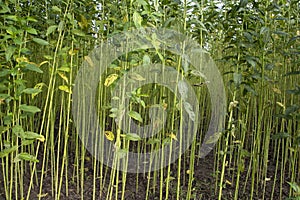 Green Raw Jute Plant pattern texture can be used as a background