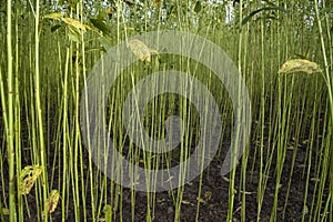 Green Raw Jute Plant pattern texture can be used as a background