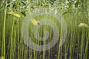 Green Raw Jute Plant pattern texture can be used as a background