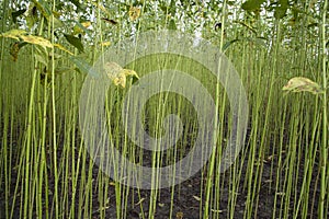 Green Raw Jute Plant pattern texture can be used as a background