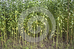 Green Raw Jute Plant pattern texture can be used as a background