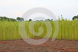 green raw jute tree farm