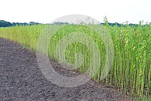 green raw jute tree farm