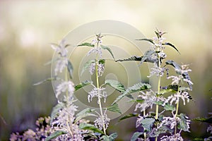 Green raw nettles blooming