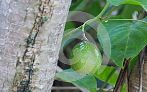 Green raw Passion Fruit hanging on the vine in the garden.