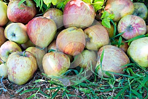 Green and red apples as background