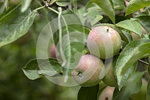 Green red apples growing on a branch on the tree, many fruits.