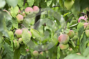 Green red apples growing on a branch on the tree, many fruits.