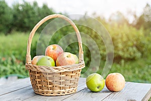 Green and red apples in wicker basket on wooden table Green grass in the garden Harvest time Sun flare