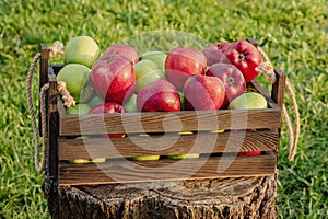 Green and red apples in a wooden box on a stump. Apples on a background of green grass