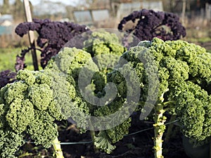 Green and red borecole or kale in garden