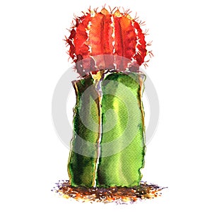 Green, red cactus species isolated, watercolor illustration on white