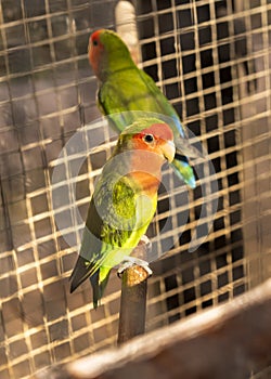 Green-red caged parrots. Agapornis roseicollis Viellot, Psittacidae