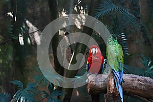 Green and red carrot over a whar in the zoo