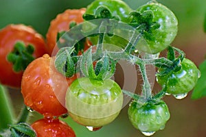 Green and Red Cherry Tomatoes in the Garden.