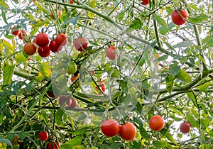 Green, red cherry tomatoes growing in the garden.