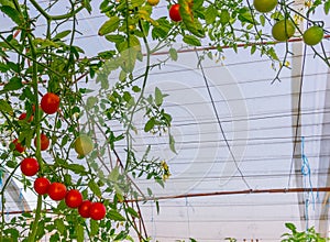 Green, red cherry tomatoes growing in the garden.