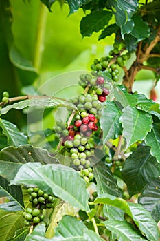 Green and red coffee beans