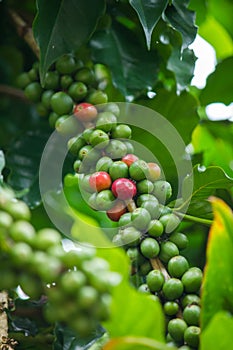 Green and red coffee beans