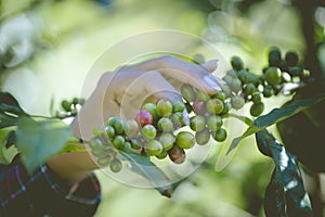 Green and red coffee beans from these high mountain fincas are painstakingly hand picked as they ripen photo