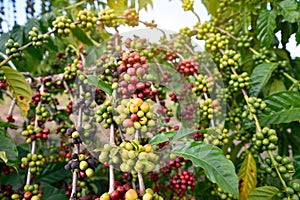 Green and red coffee beans on tree