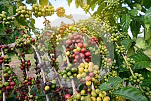 Green and red coffee beans on tree