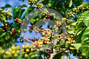 Green and red coffee beans on tree