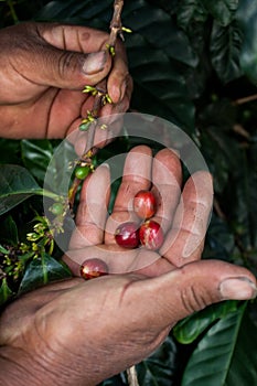 Green and red coffee berries on the farmers hand and on the branch at the farm near Antigua Guatemala