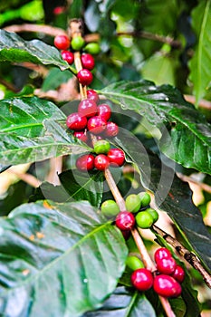 Green and red coffee seeds on tree branch in the garden,Thailand