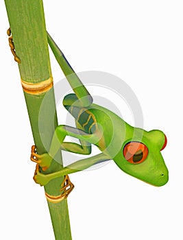 Green Red eyed tree frog on bamboo stem