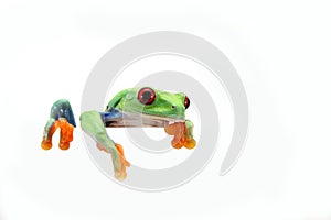 Red Eyed Tree Frog isolated on white background