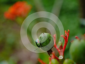 Green and red flower