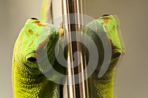 Green and red geko reflecting on a glass