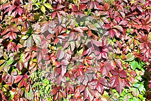 Green and red grape leaves backdrop, Parthenocissus or Virginia creeper climbing plant, colorful foliage texture background close