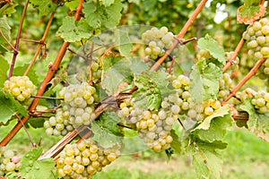 Green red grape valley farm growing summer harvest agriculture