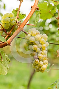 Green red grape valley farm growing summer harvest agriculture